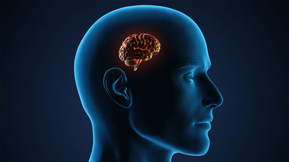 imagery of brain inside the head