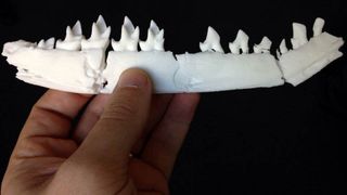 Jaw