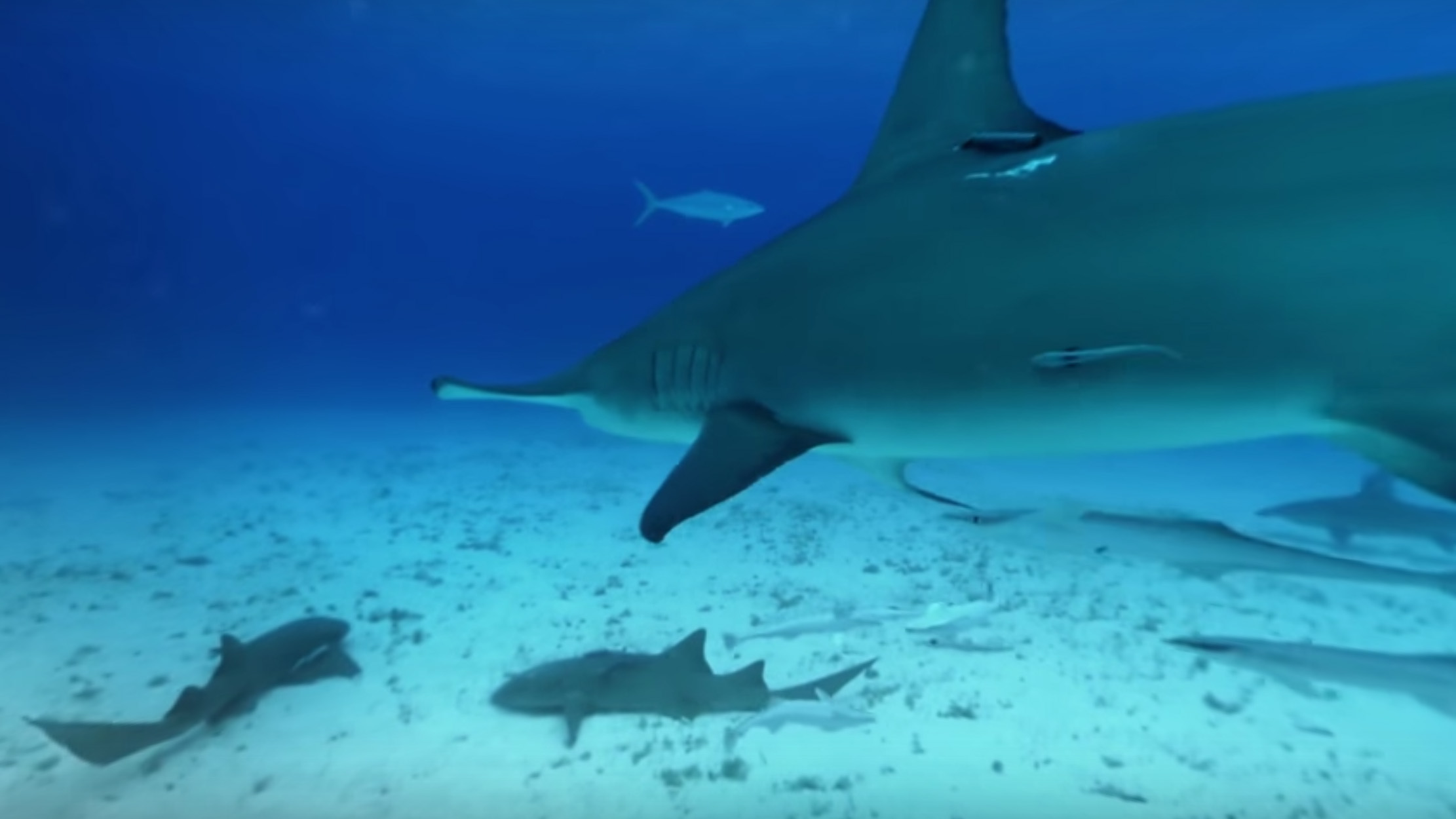 56. The Bahamas: Hammerhead Shark Encounter