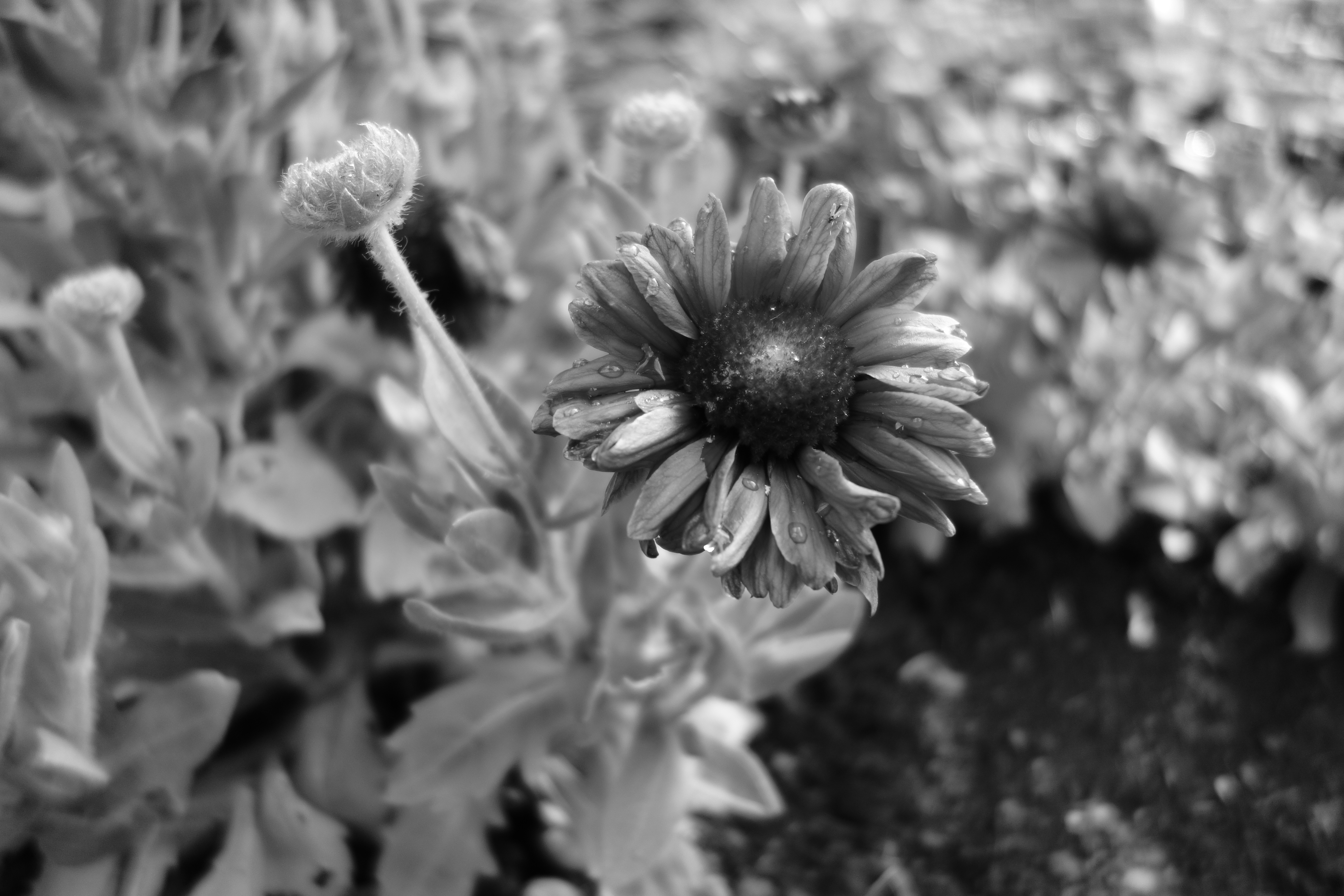 Sony RX100 sample image