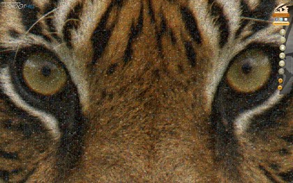 Shoothill tiger