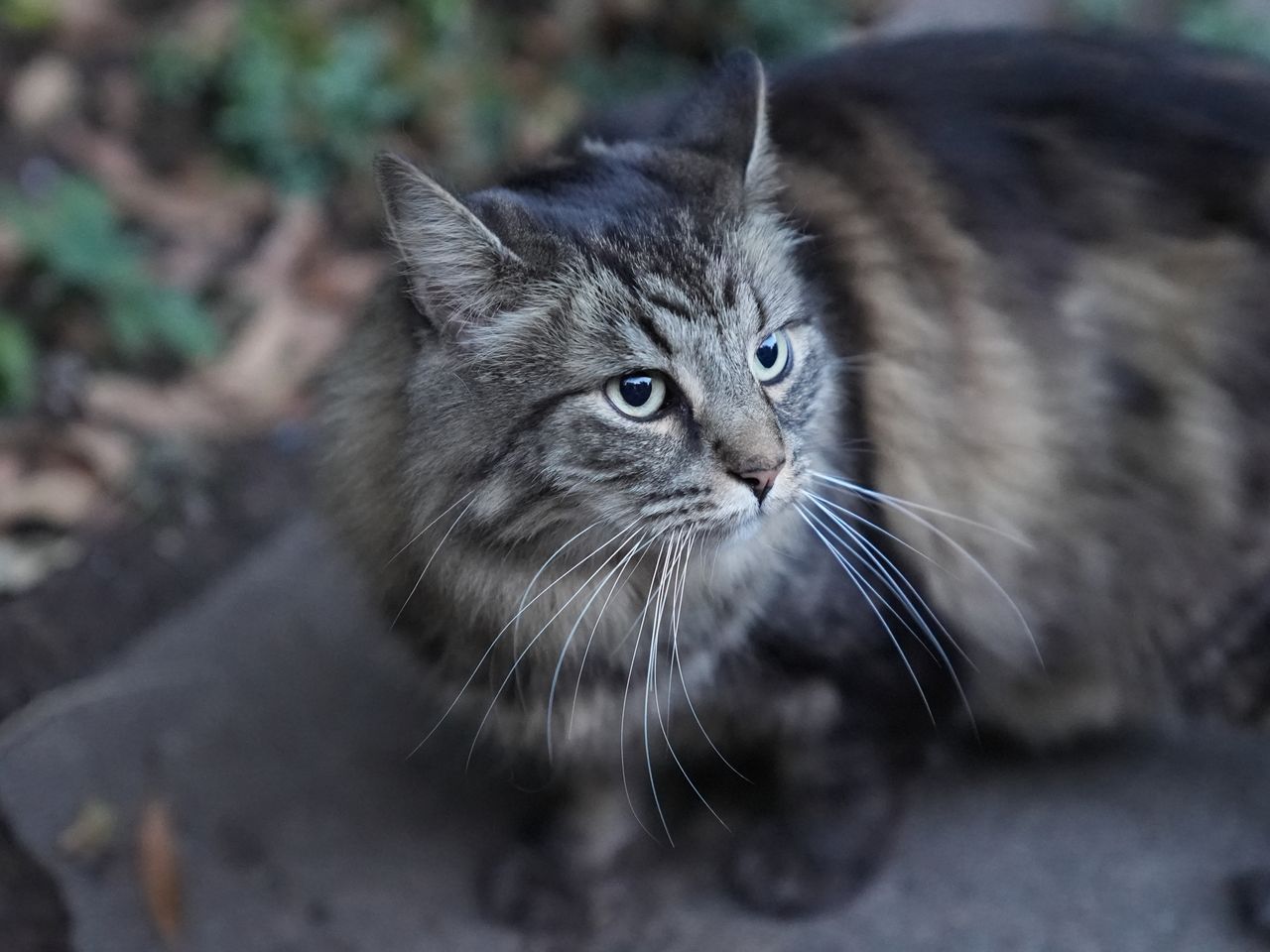 Sony A7S III