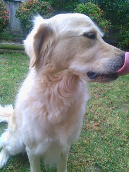 Camera test dog