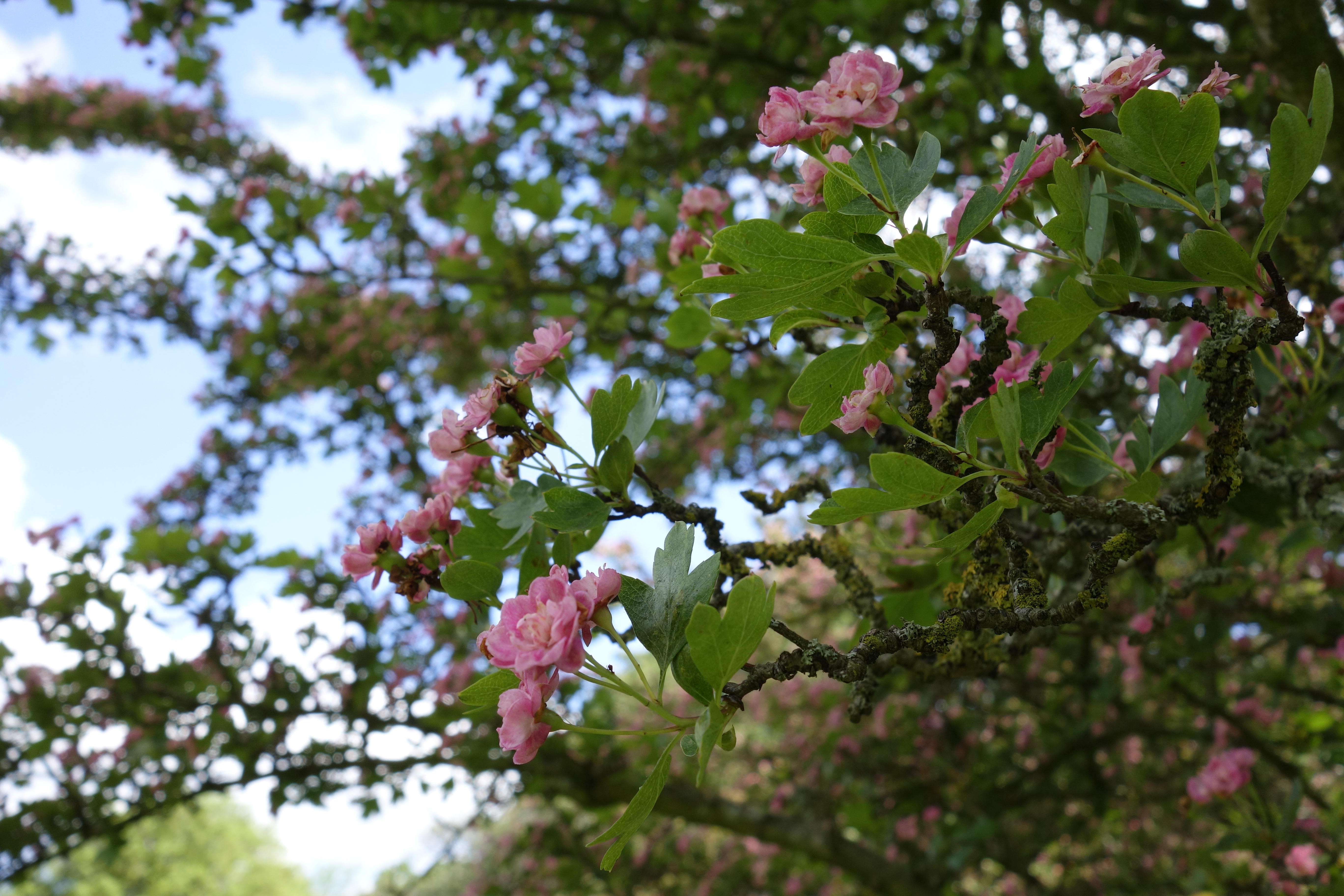 Sony RX100 sample image
