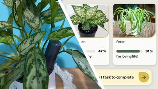 Split image of plant with Willow sensor, and plant health overview in Willow app