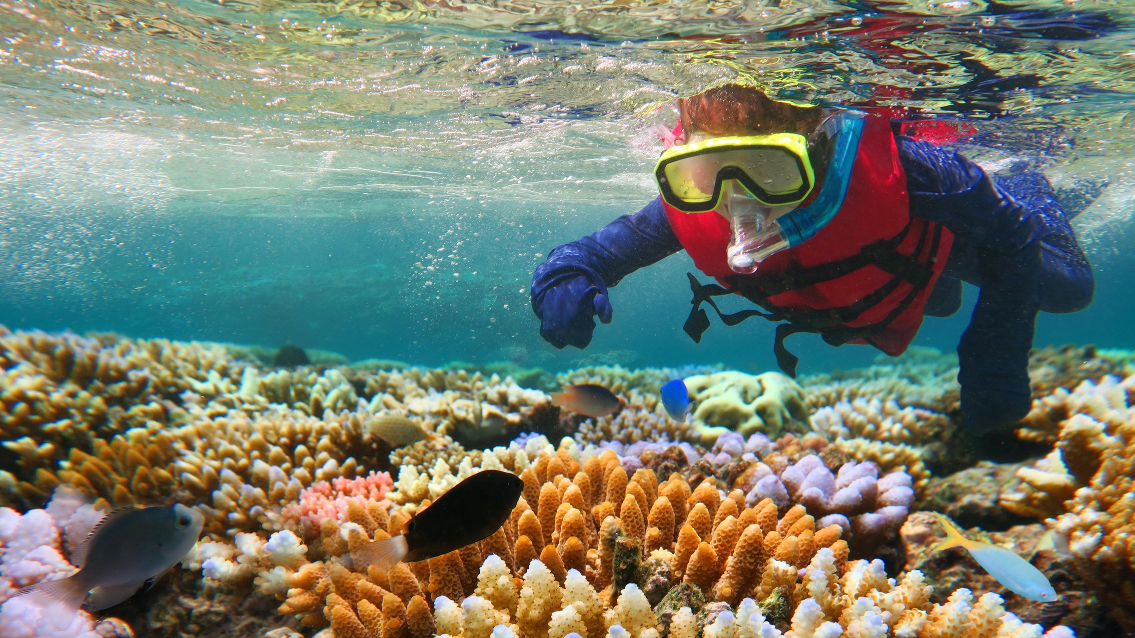 Child snorkelling in Great Barrier Reef, Queensland, Australia