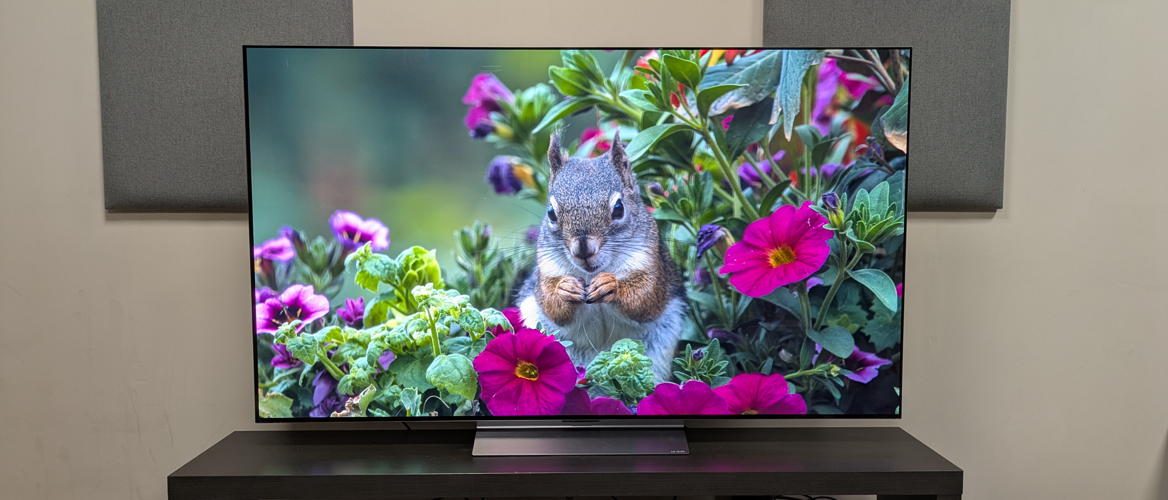 LG C6 OLED TV hero image, showing squirrel on screen eating in some bushes 