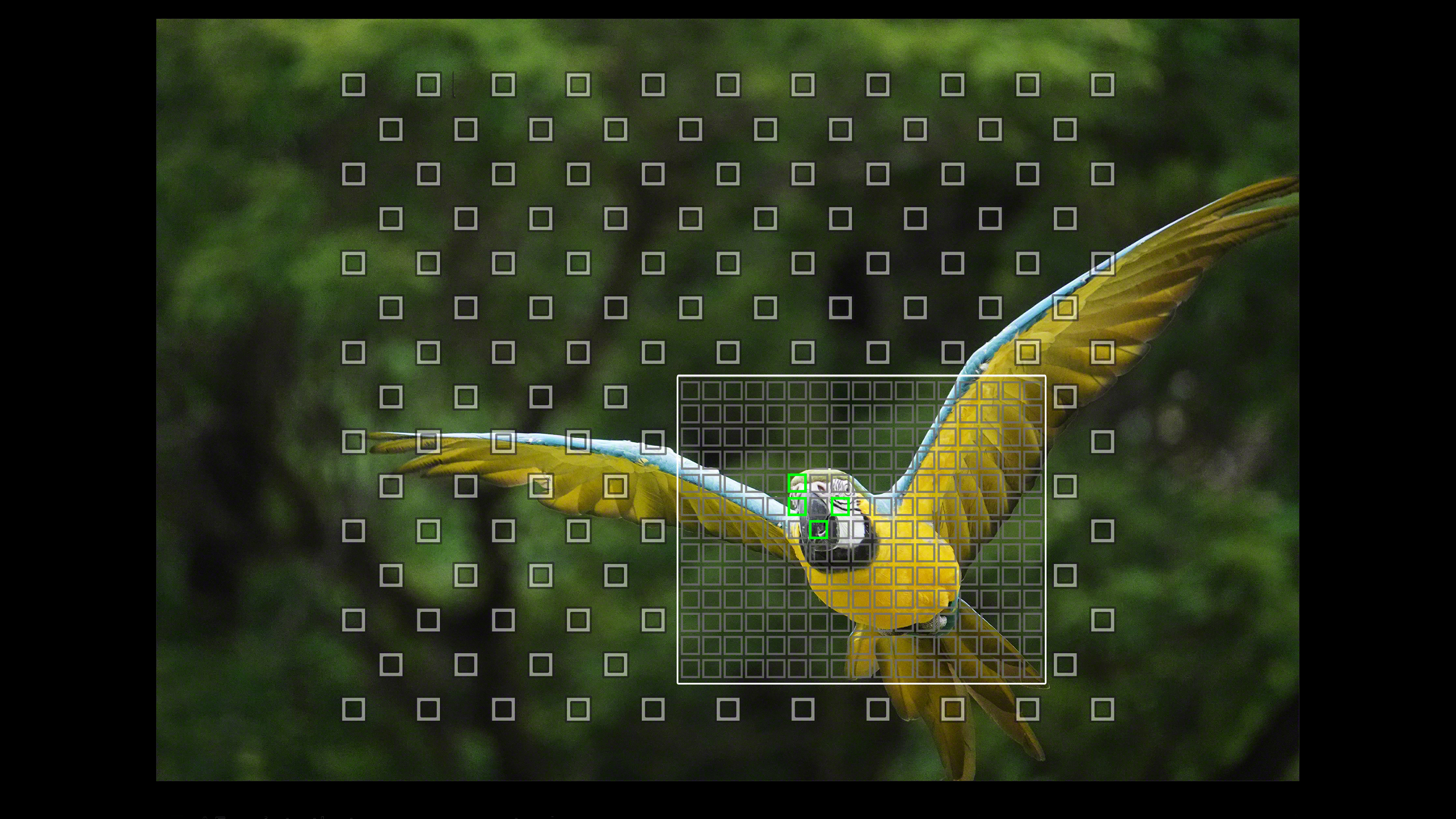 Parrot in flight with camera subject detection autofocus employed