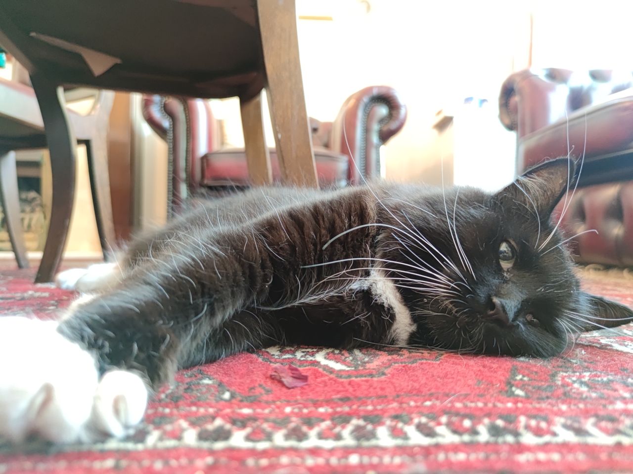 Dynamic range is a struggle when shooting backlit black cats.