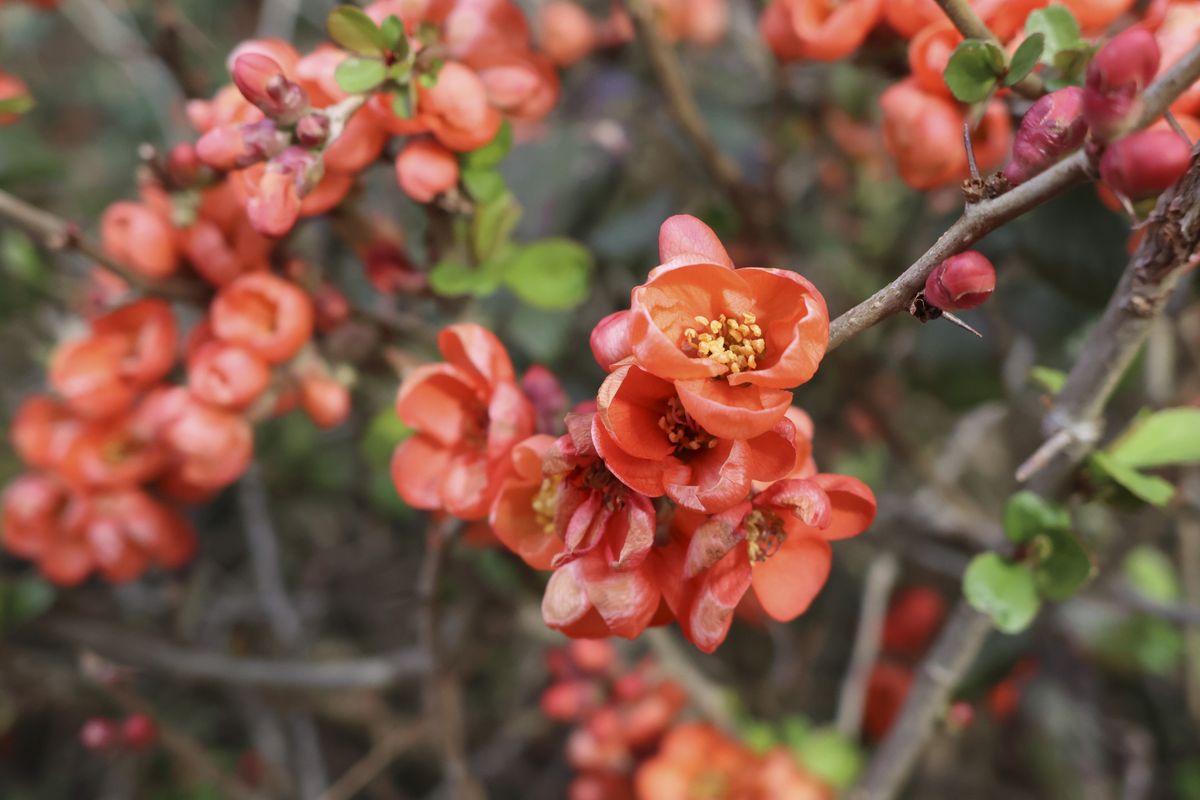 Red flowers, close up