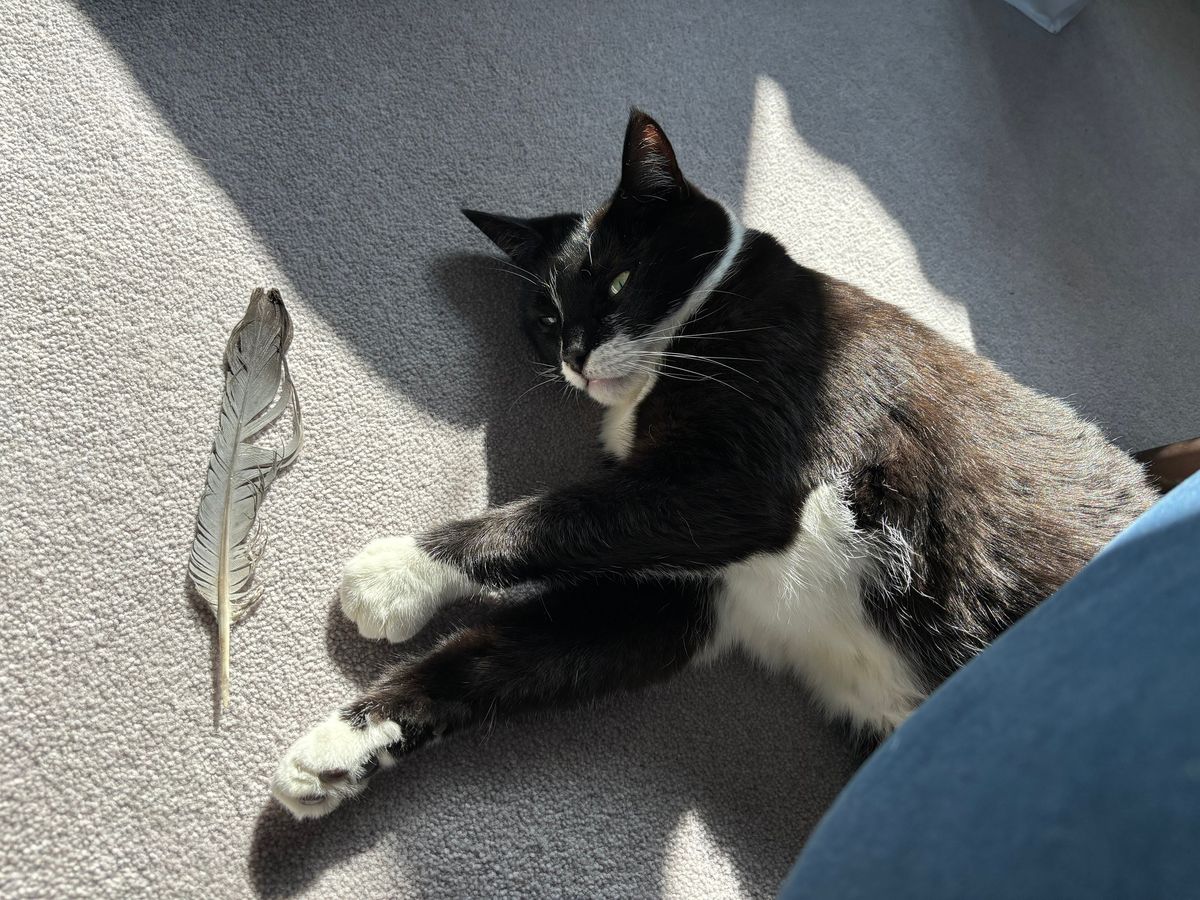 iPhone 15 Plus camera sample cat portrait