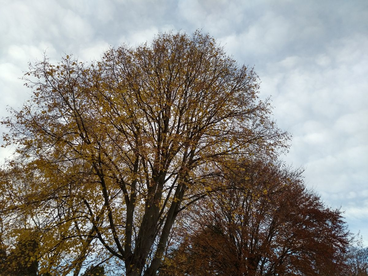 The 21MP sensor is capable of producing quite detailed shots