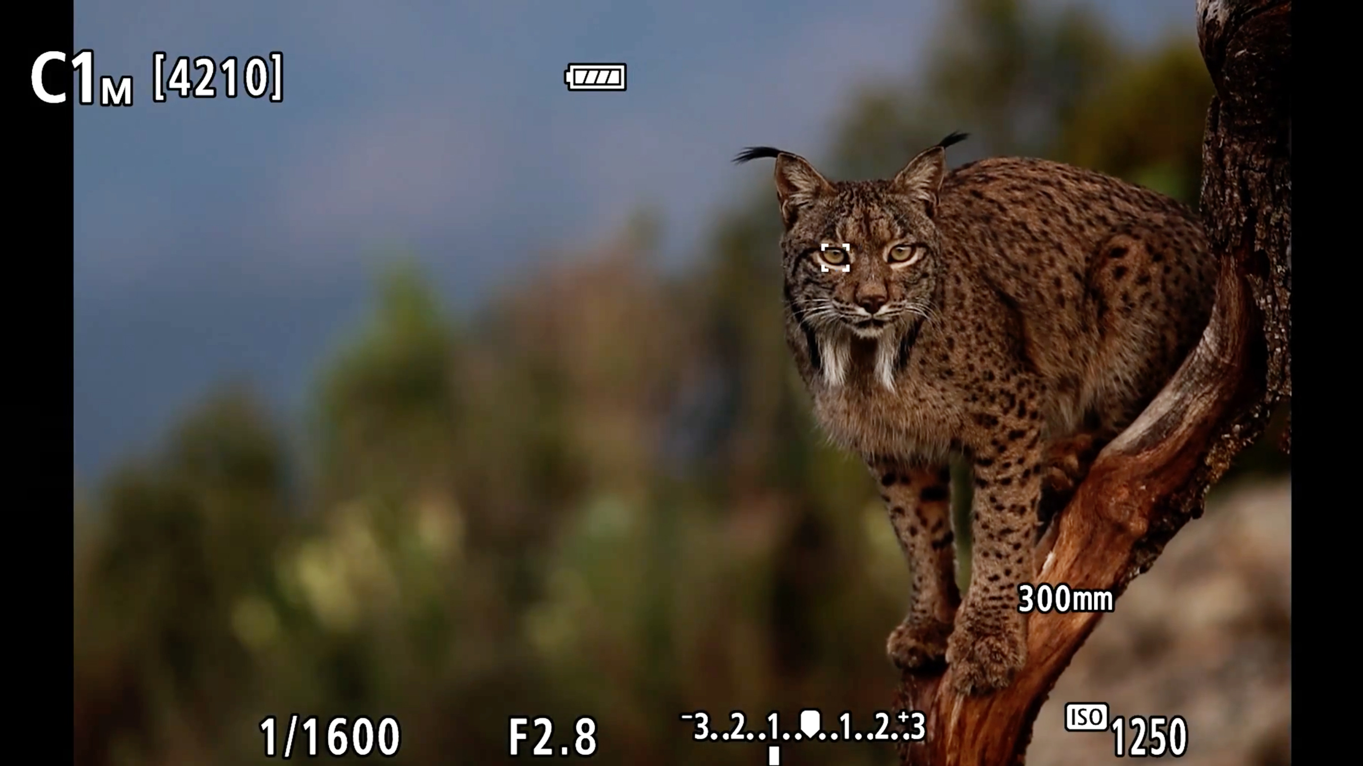 A wild cat viewed through the Canon EOS R7's viewfinder