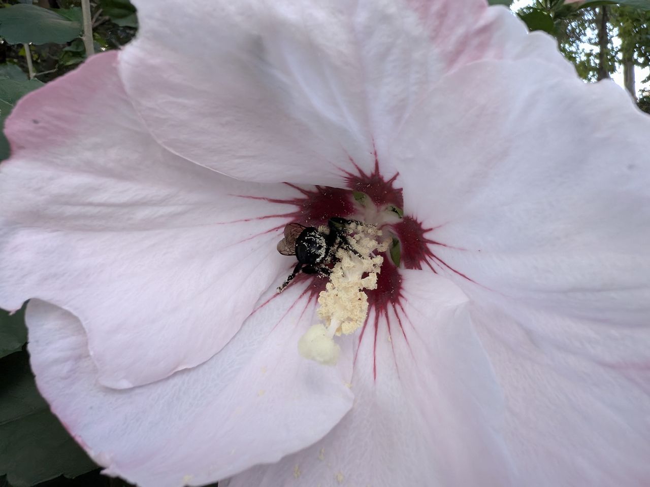 Google Pixel 9 Pro Fold camera image samples