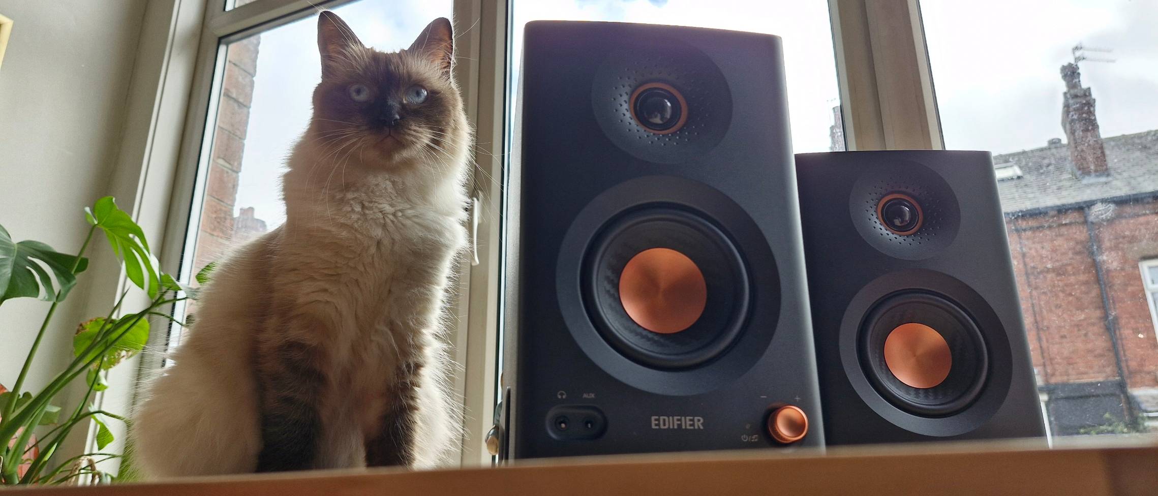 The Edifier MR5 monitor speaker on a table next to a cat.