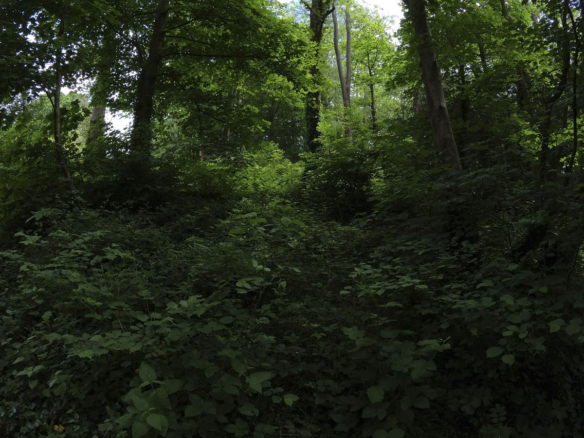 A dense woodland, taken with the Insta360 Go 3S