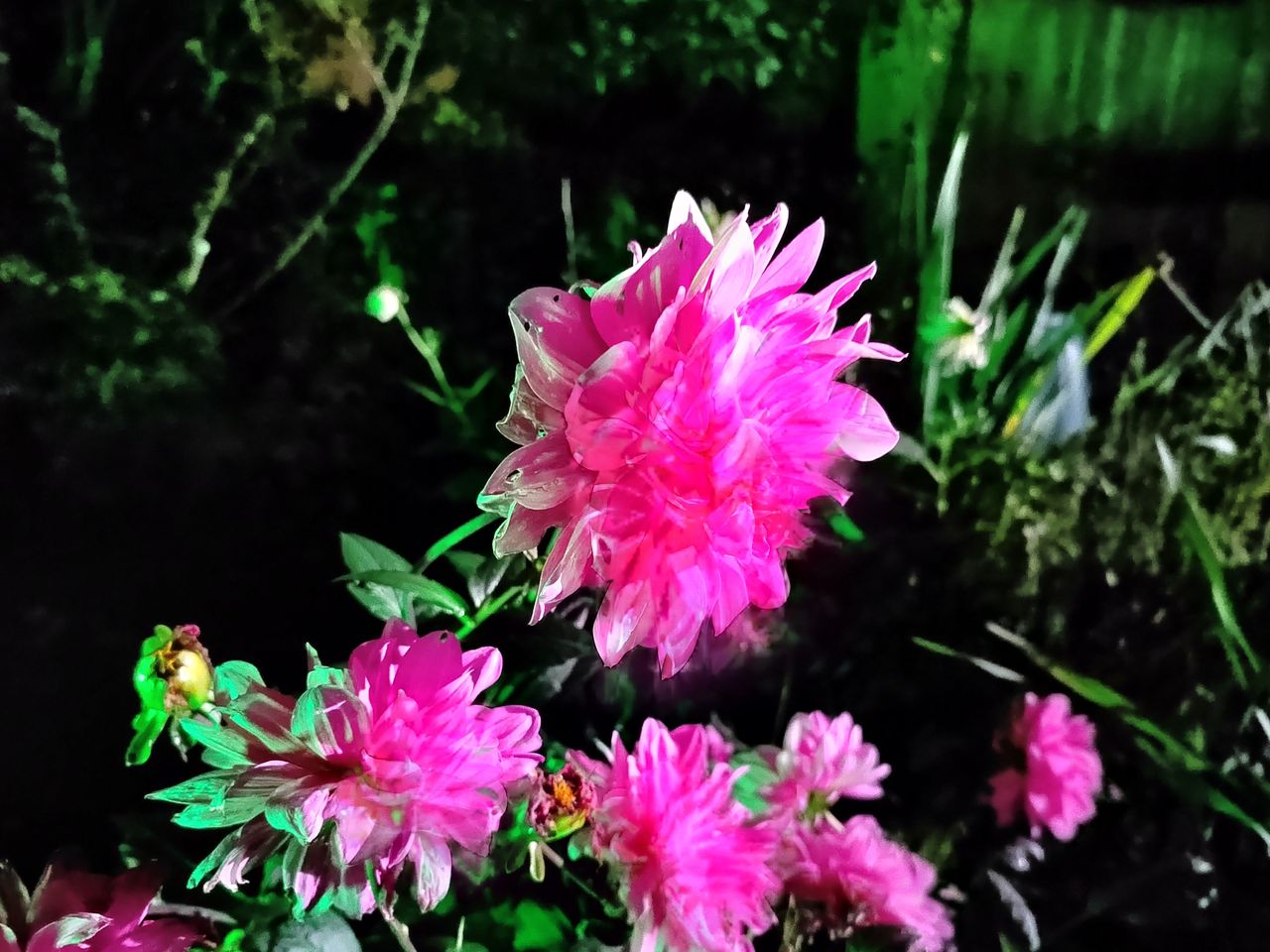 Honor 50