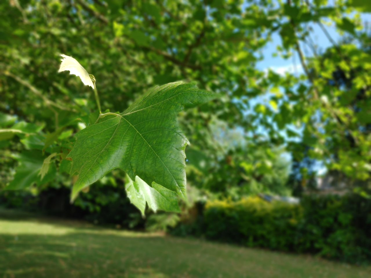 Background blur images have the usual Portrait-style blurred charm, but there are still issues with separation of background and foreground despite the depth sensor.
