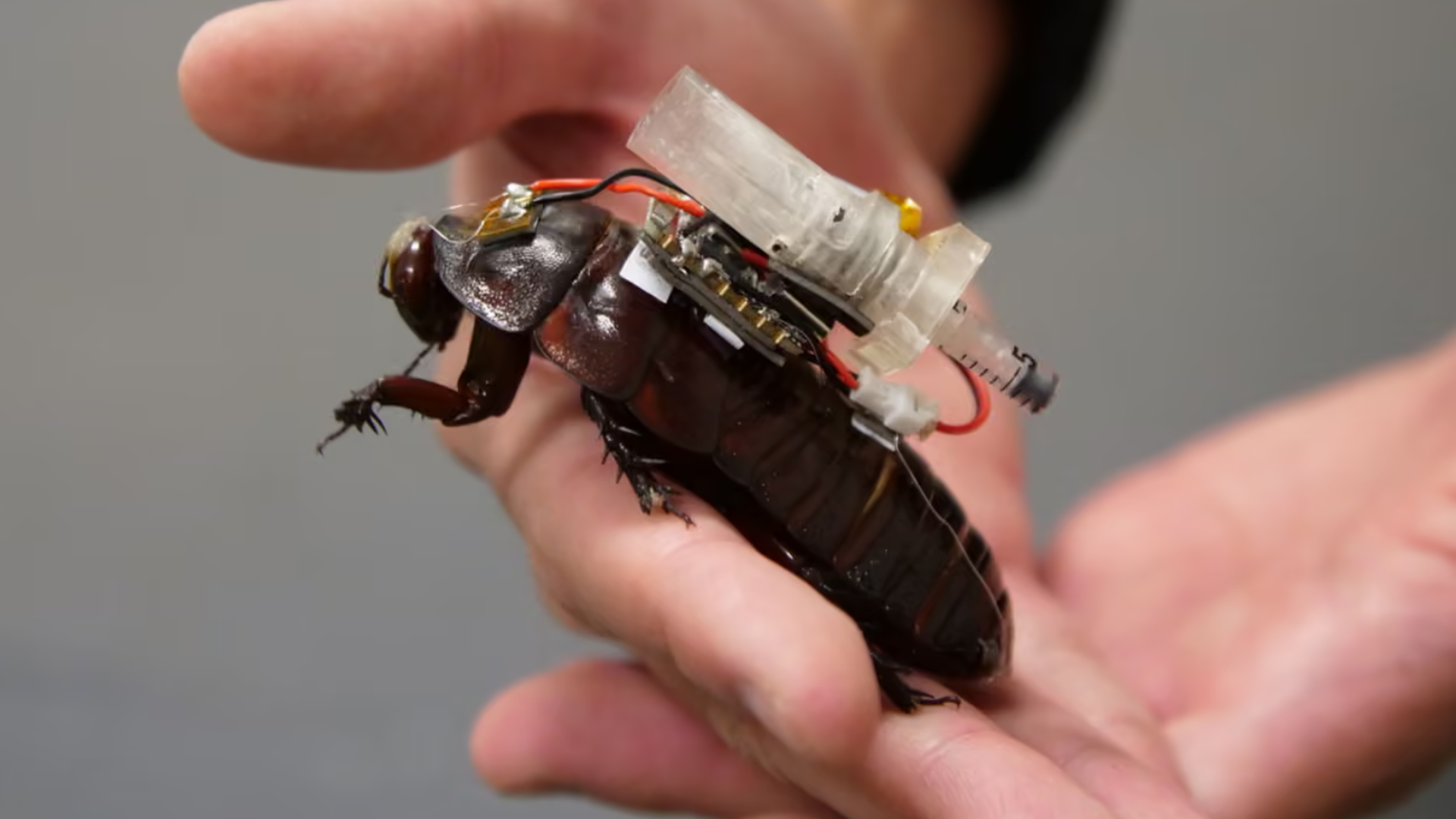 Cyborg Cockroaches designed for rescue missions in collapsed buildings and other natural disaster situations