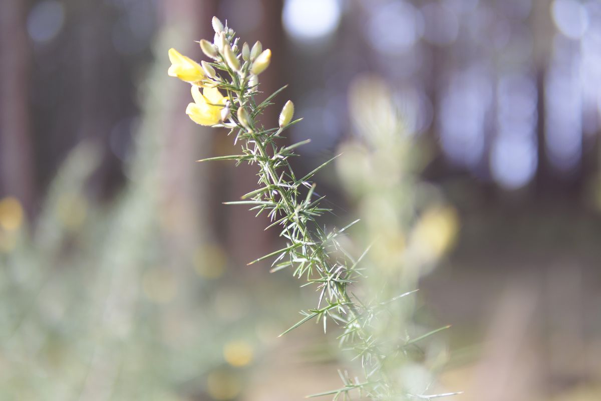 Sigma 30mm F1.4 DC DN Contemporary image gallery: yellow gauze in a woodland, very shallow depth of field.