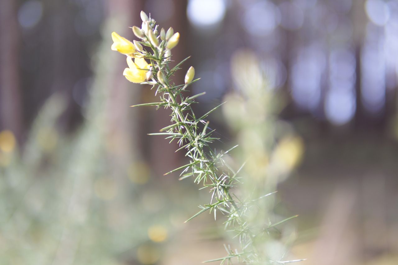 Sigma 30mm F1.4 DC DN Contemporary image gallery: yellow gauze in a woodland, very shallow depth of field.