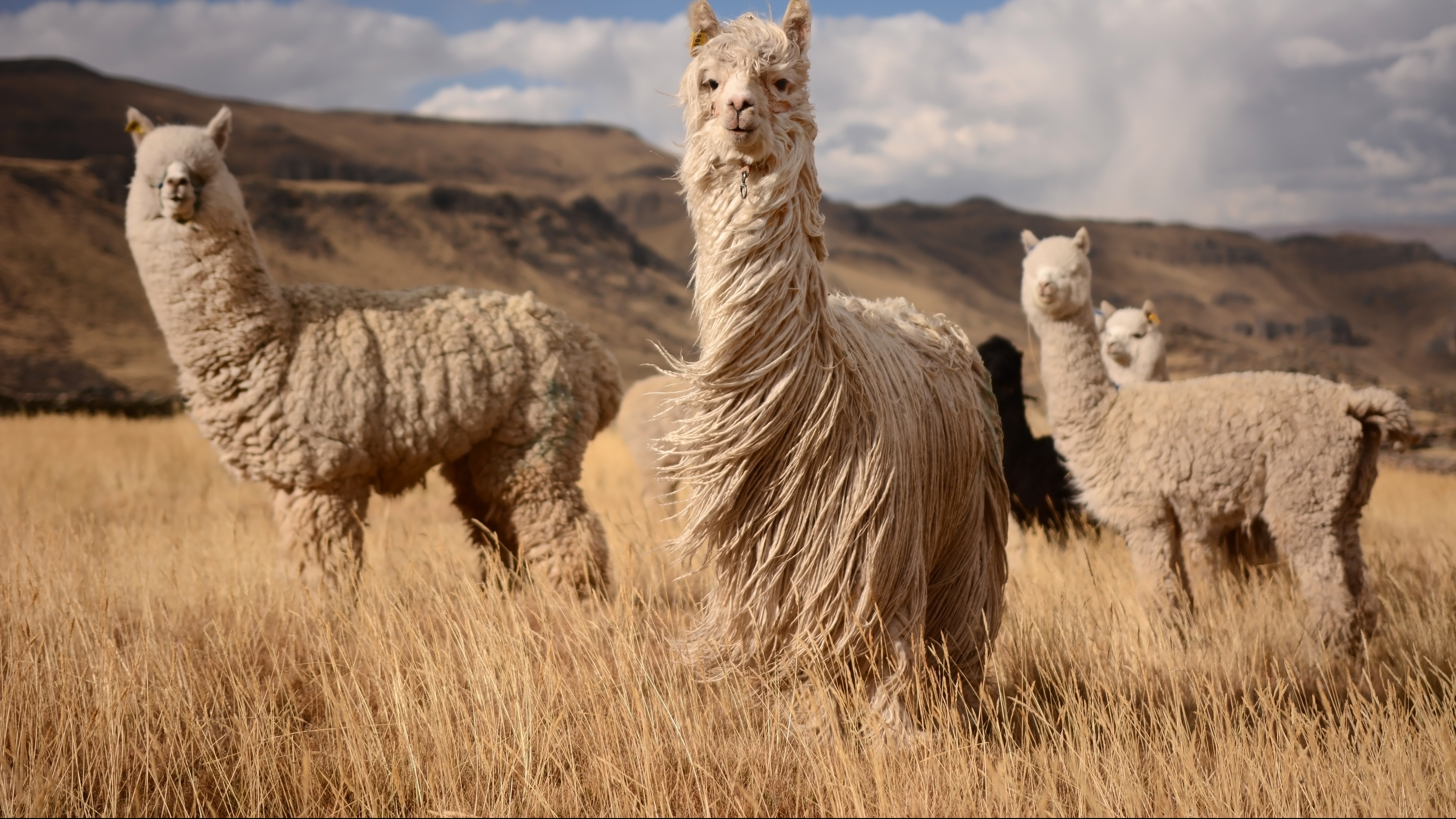 A group of Lamas in a field 