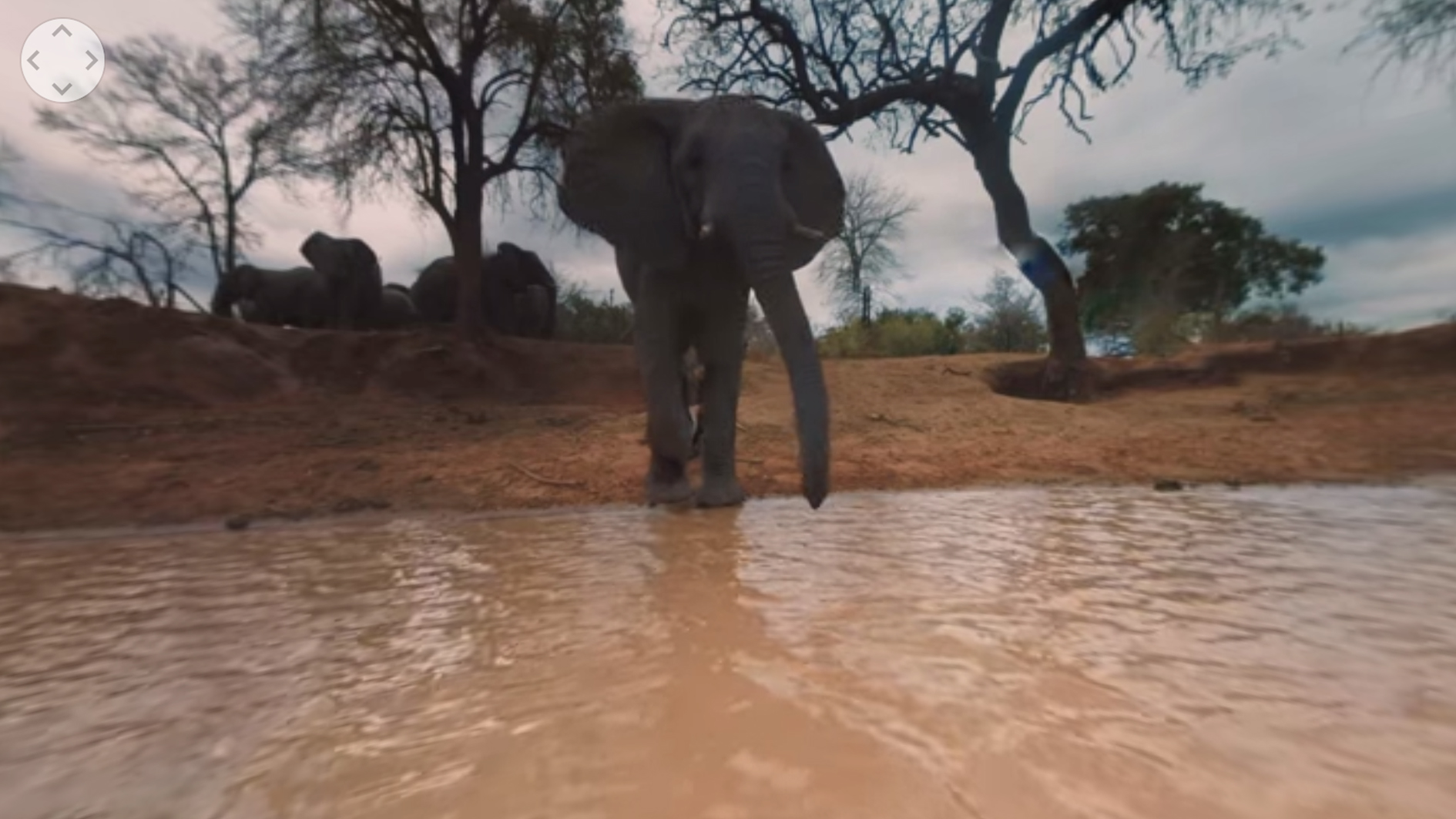66. South Africa: Elephants on the Brink