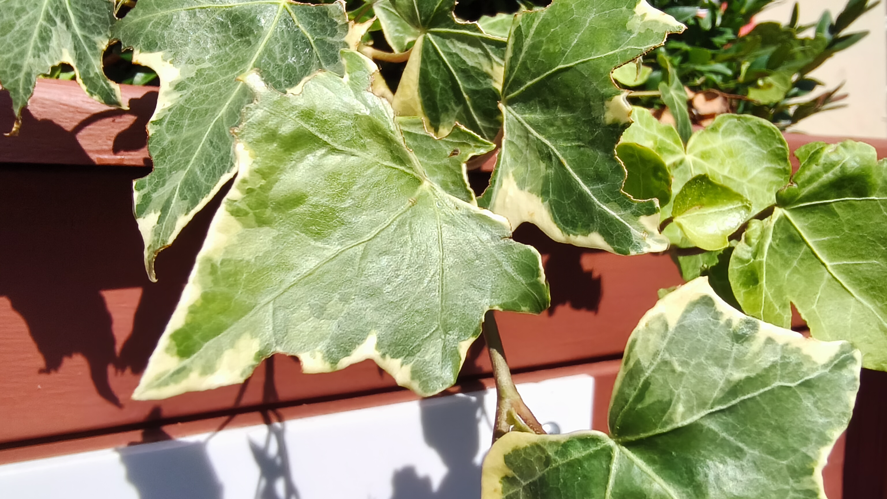 TCL NXTPAPER 70 Pro camera examples