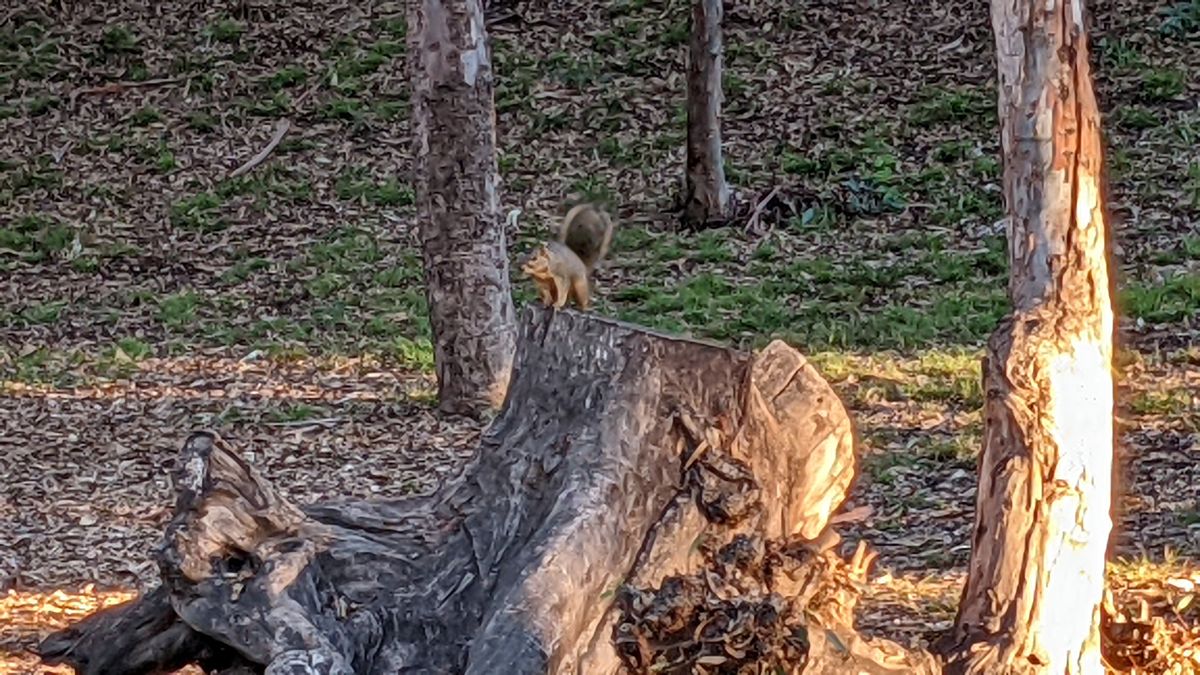Google Pixel 5a camera samples