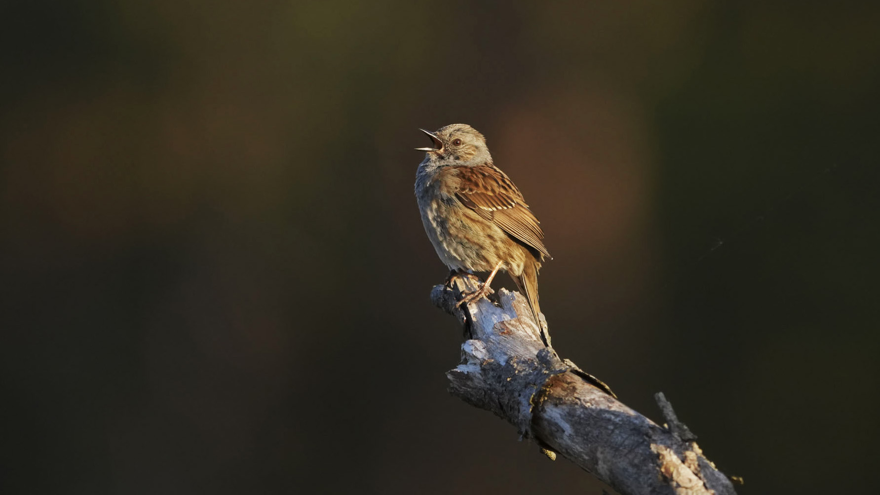 Bird on a branch, its beak is open in bird song