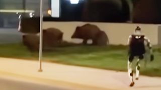 Unitree robot chasing wild boars