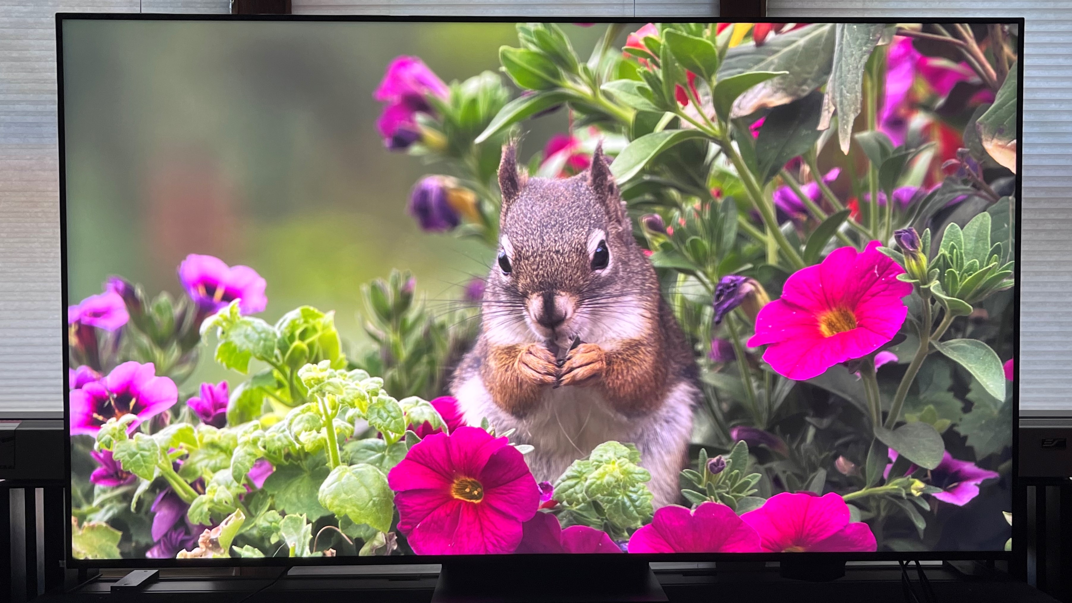 TCL QM8 showing image of squirrel with flowers