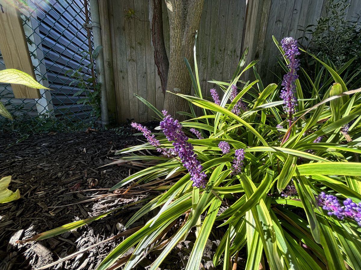 iPhone 15 review camera samples