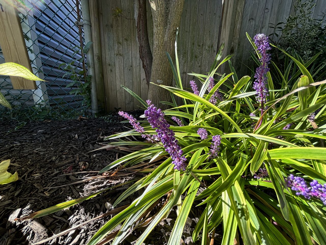 iPhone 15 review camera samples