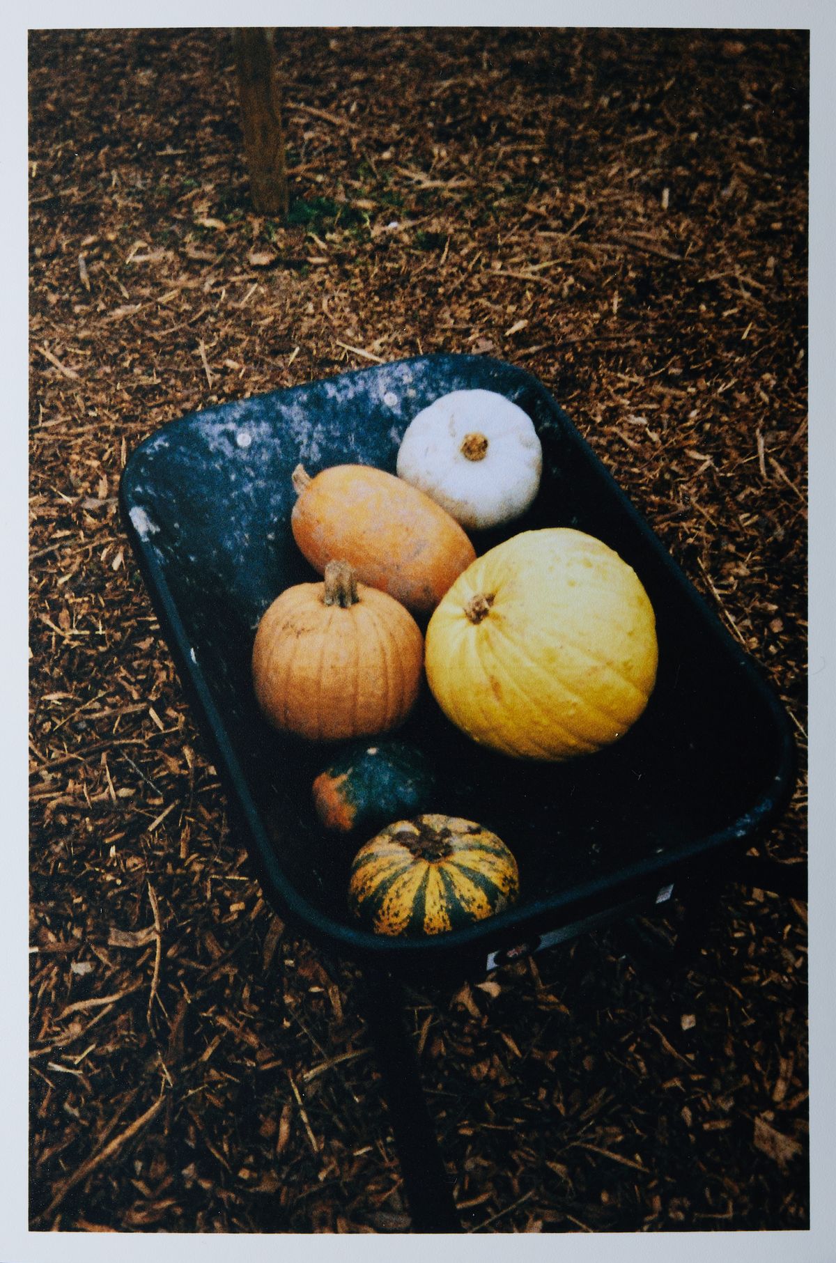 Kodak Ektar H35N sample image