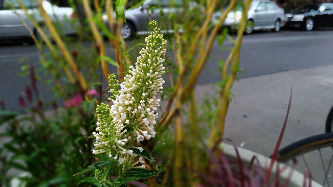 Another flower shot shows the same depth of field effect, for better or worse