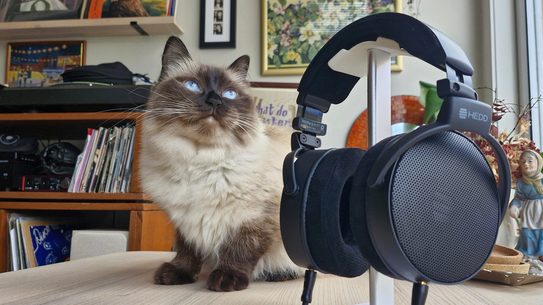 A beautiful cat and a pair of headphones 