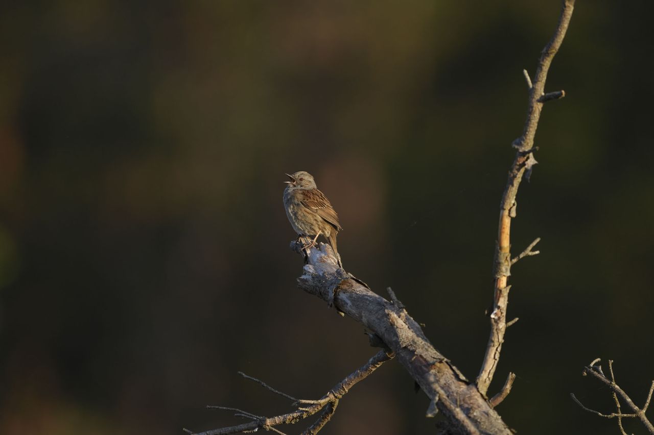 A bird on a branch at first light
