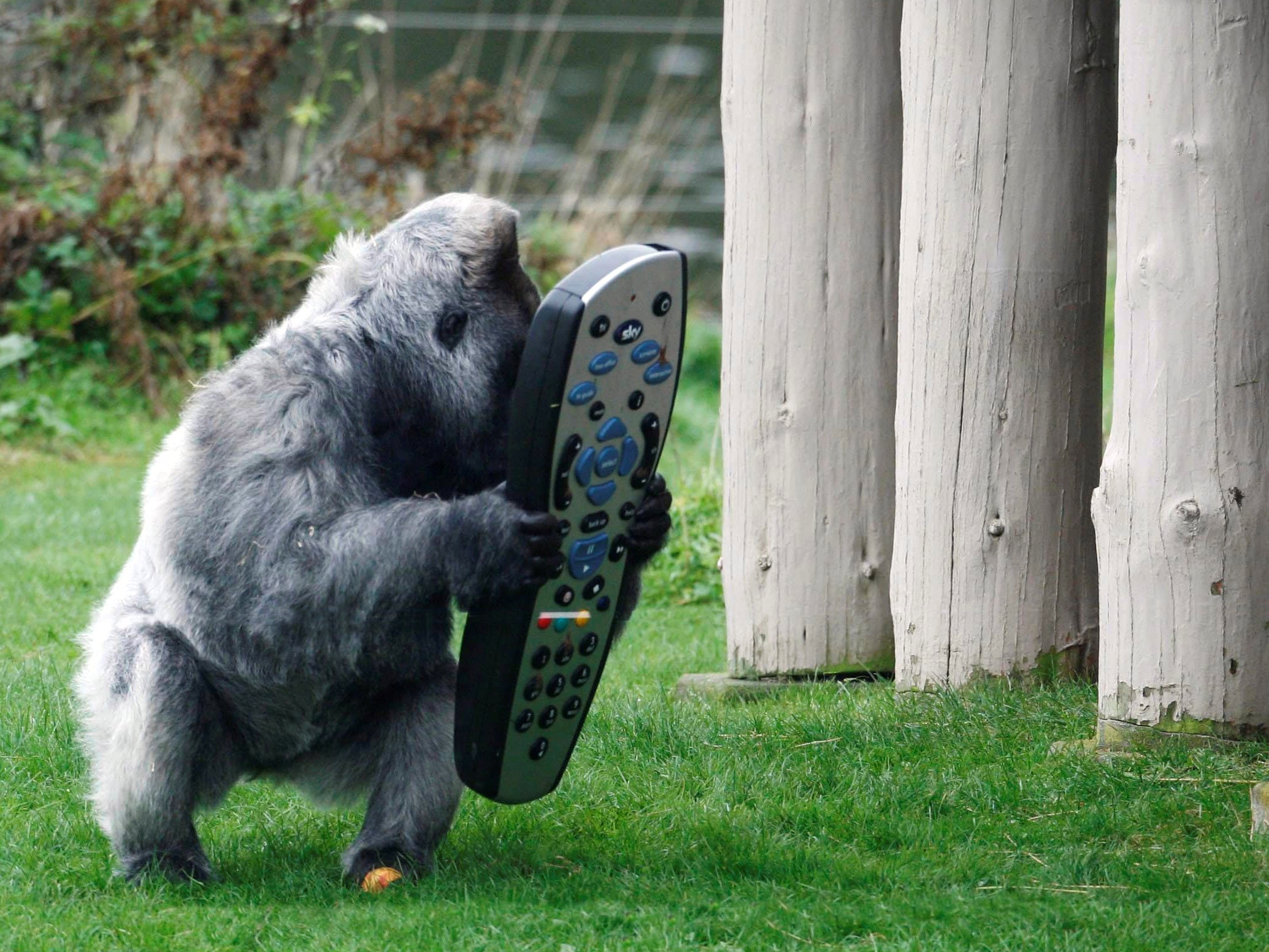 Sky - the 500 pound gorilla in pay tv