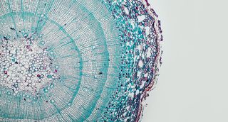 Plant cross section