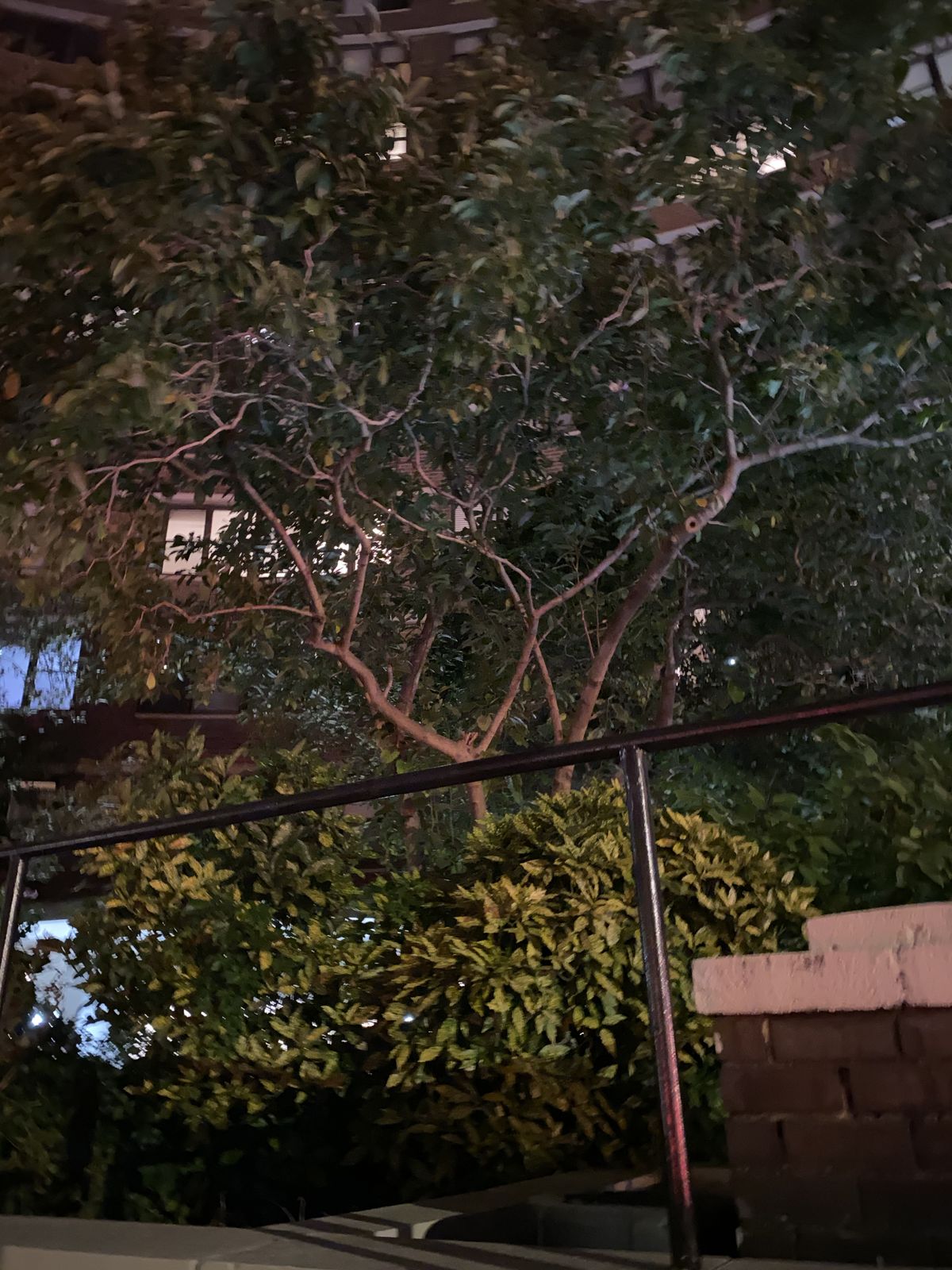 iPhone 11 Pro camera roll