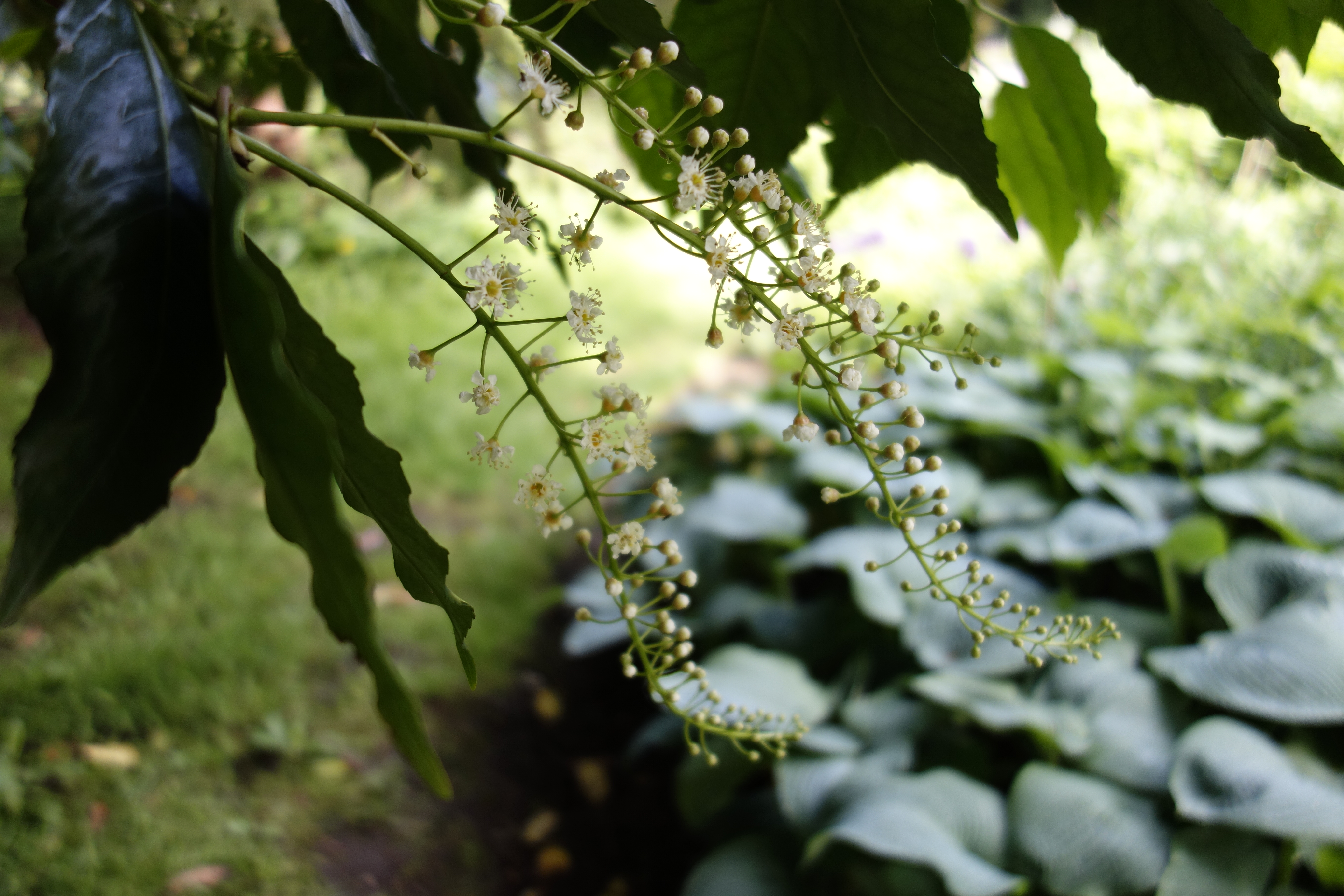 Sony RX100 sample image