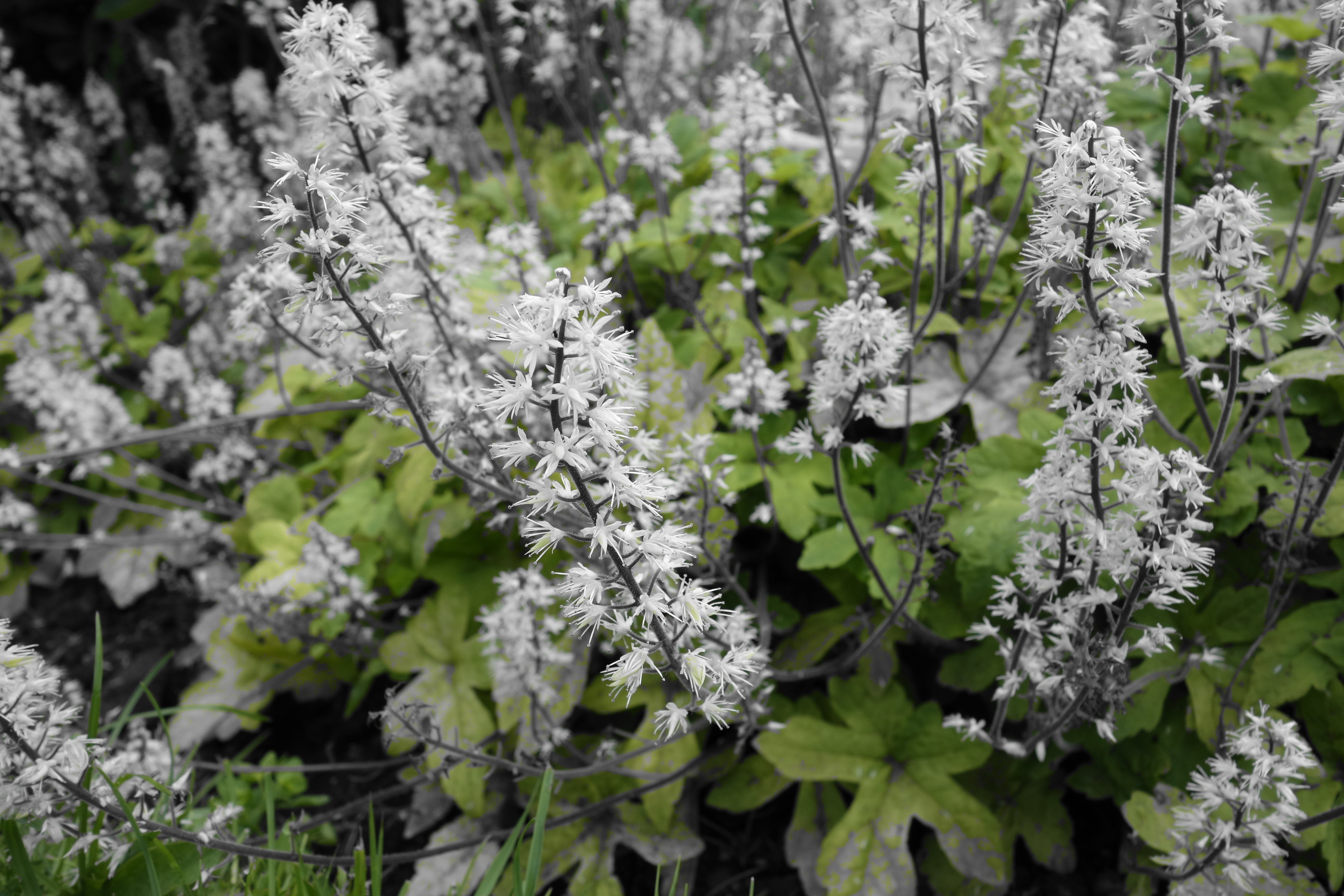 Sony RX100 sample image