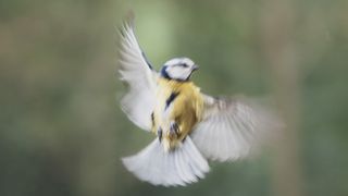 Bluetit in flight with motion blur