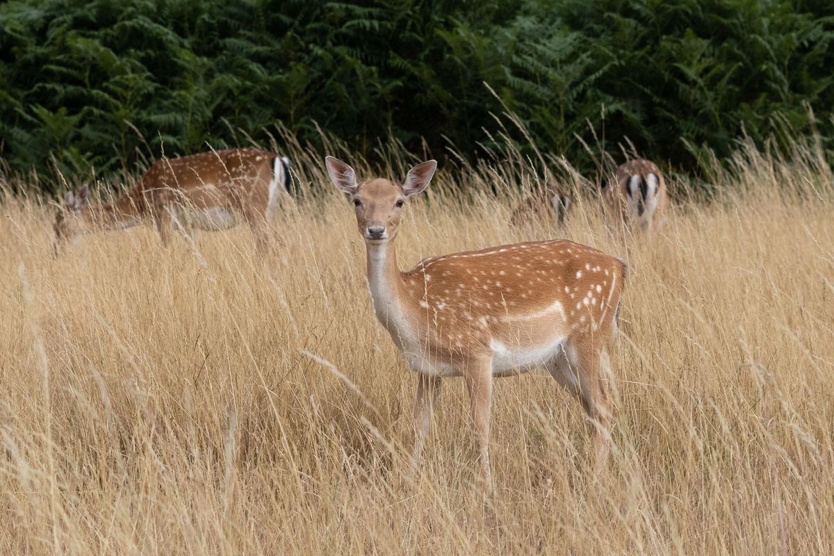 A deer standing in a field