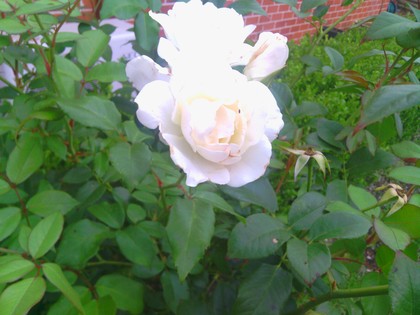 camera test flower