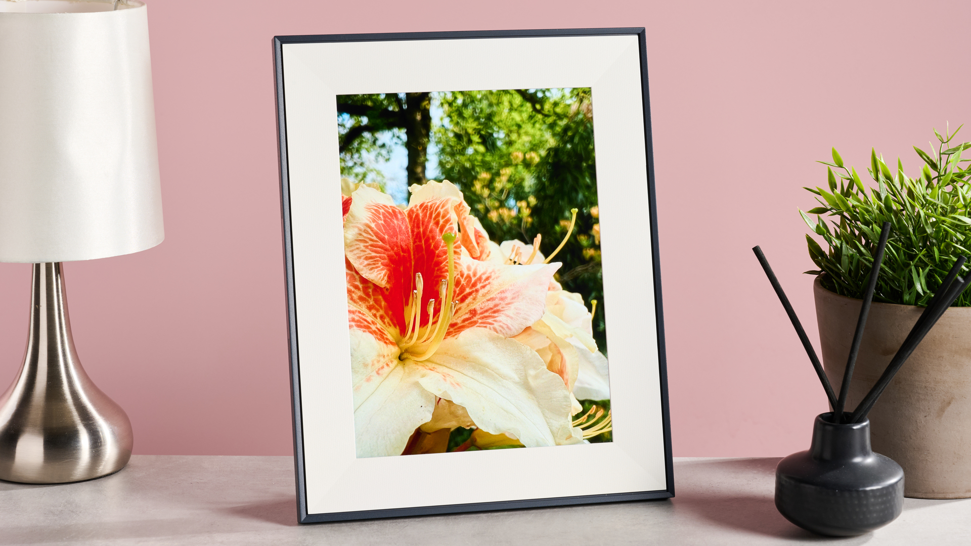 The Aura Aspen with bright rhododendron blossoms on it, on a table with a lamp, reed diffuser and plant in front of a pink background.