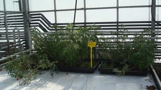 Plants growing in simulated Mars soil