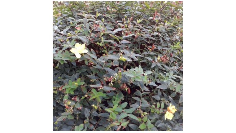 Bush with yellow flowers