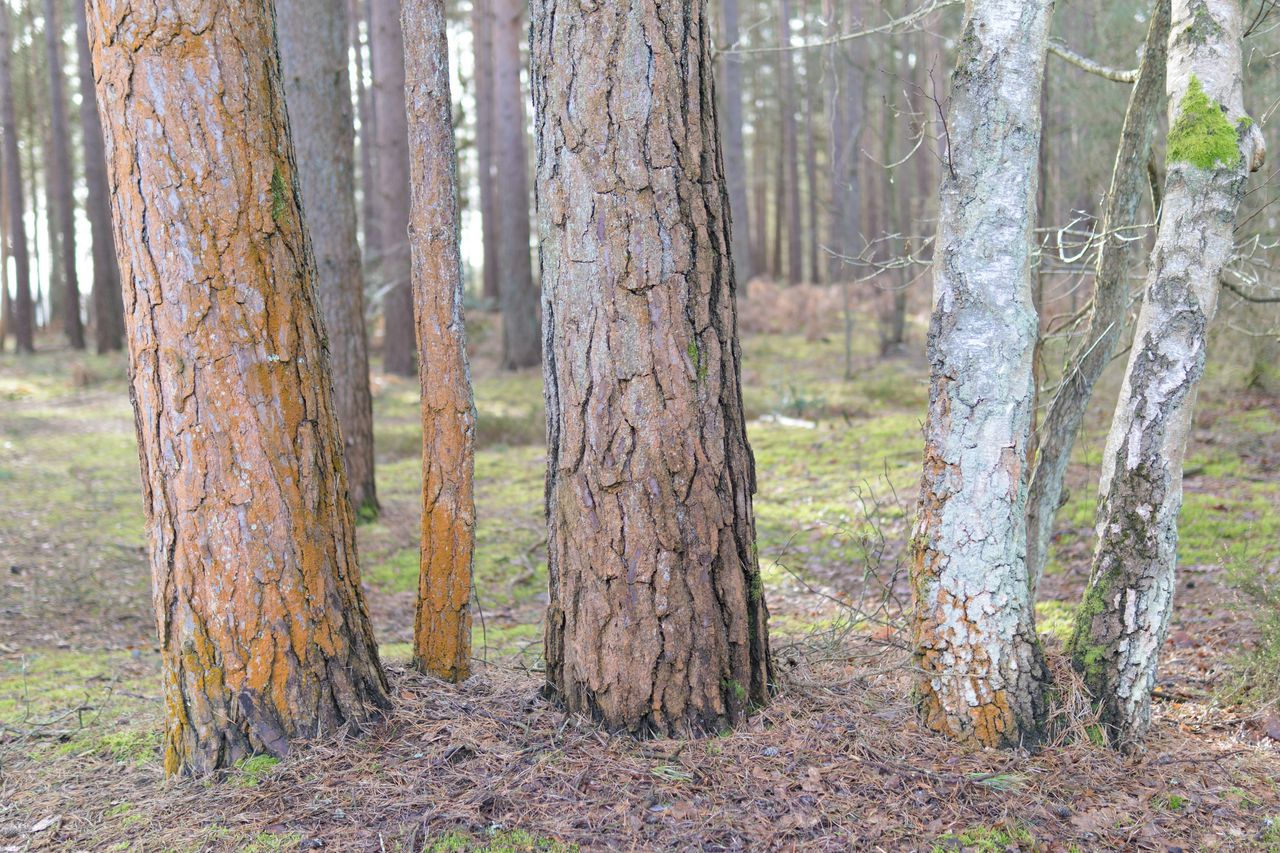 Sigma 30mm F1.4 DC DN Contemporary image gallery: three trees side by side in woodland, each with a different color bark.